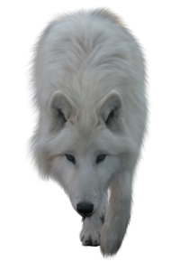 Wolf PNG-23203